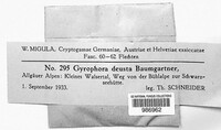 Gyrophora deusta image